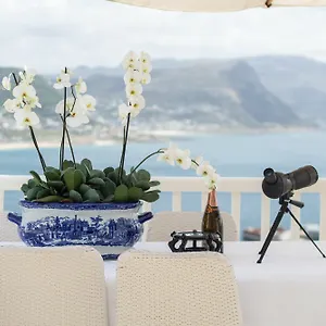 Penguin Palace Simon's Town